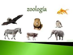 AGC-1025 Zoologia 2f1 