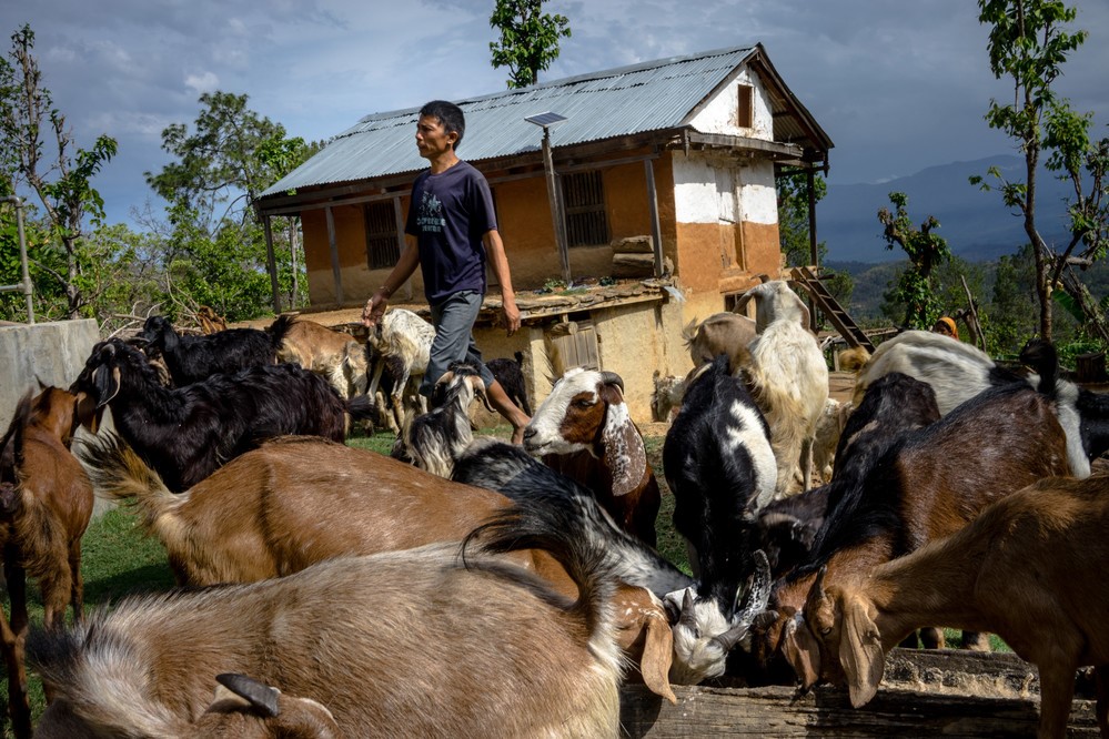 cabras
