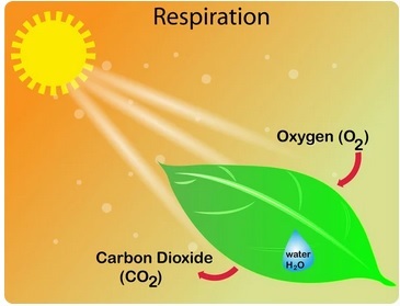 Fisiología Vegetal mixto