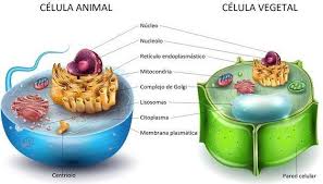 Biología Celular 1AG