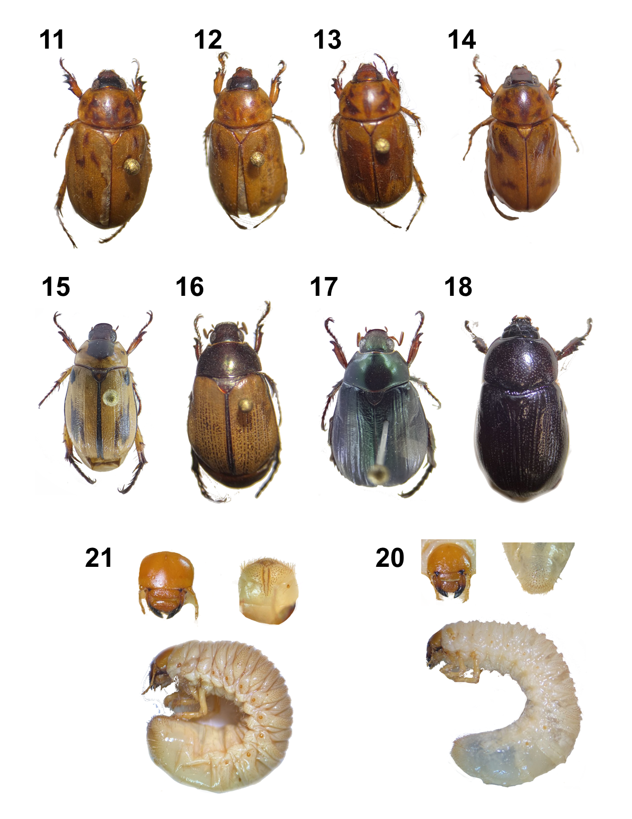 AED-1023 Entomología 2-3-5